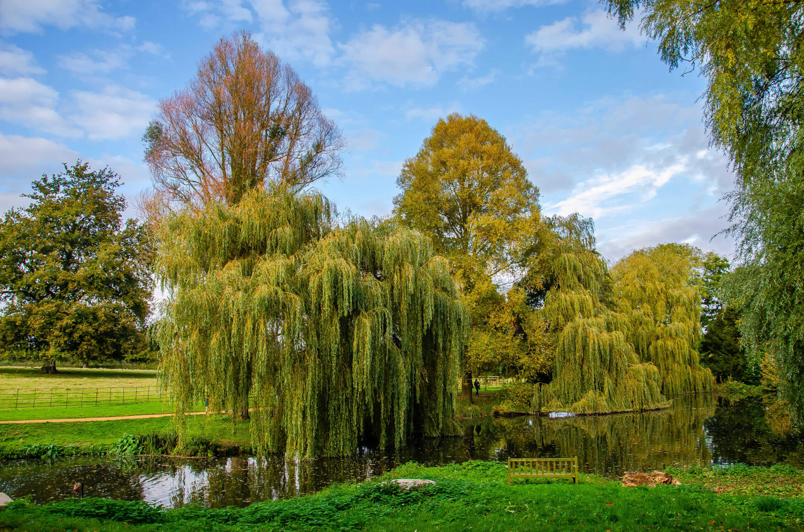 A green park with an abundance of trees in Basingstoke.