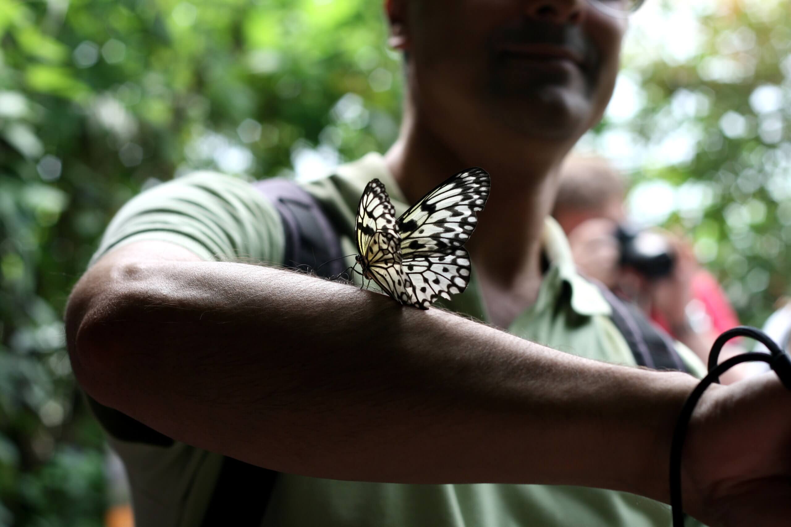 A man holding a butterfly on his arm.