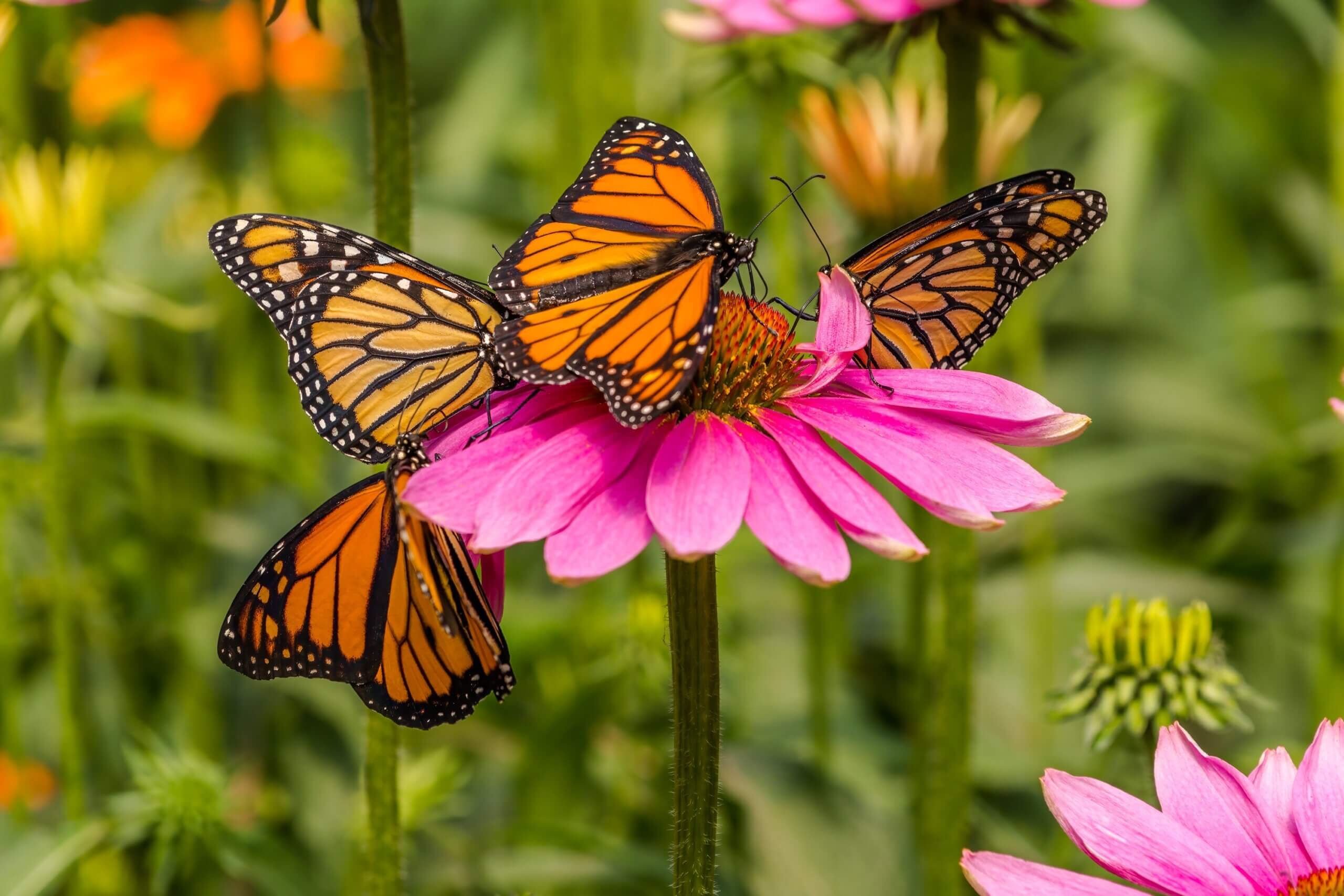 An image of a butterflies sitting on top of a pink flower.